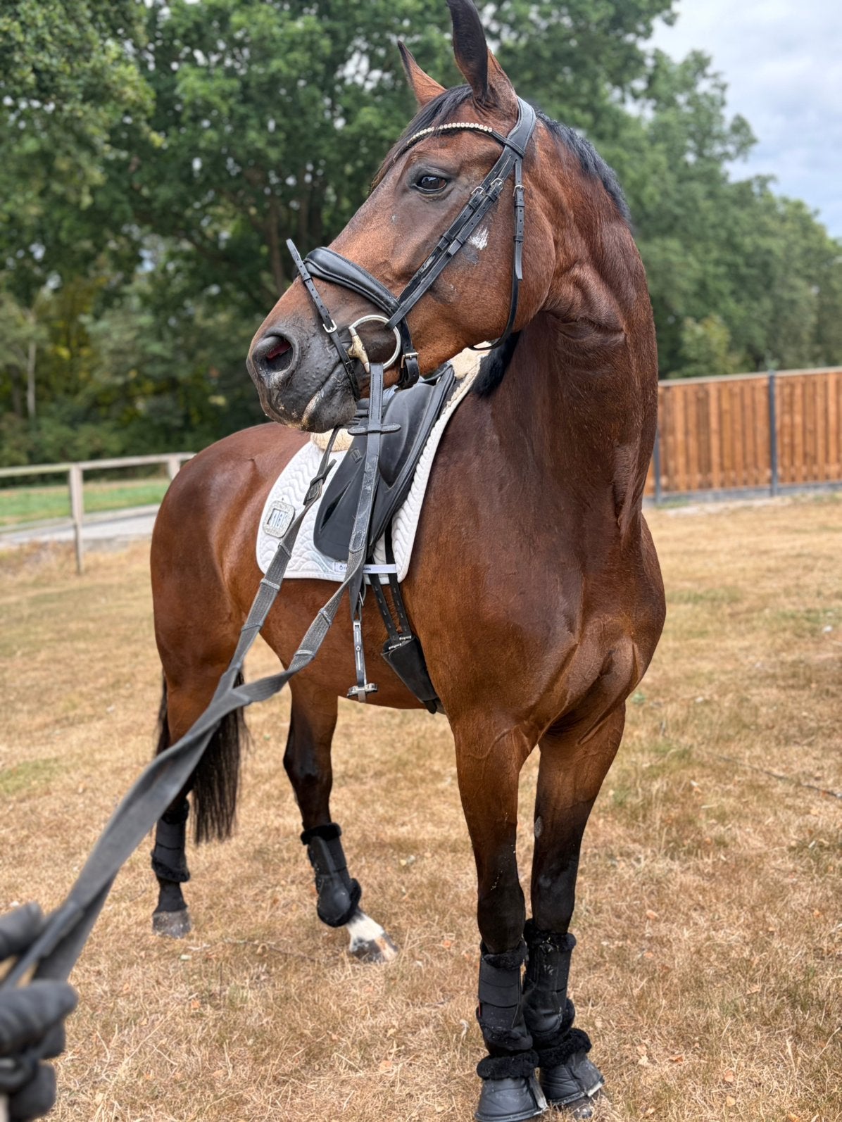 Super mooie merrie tekoop, Merrie, Recreatiepaard