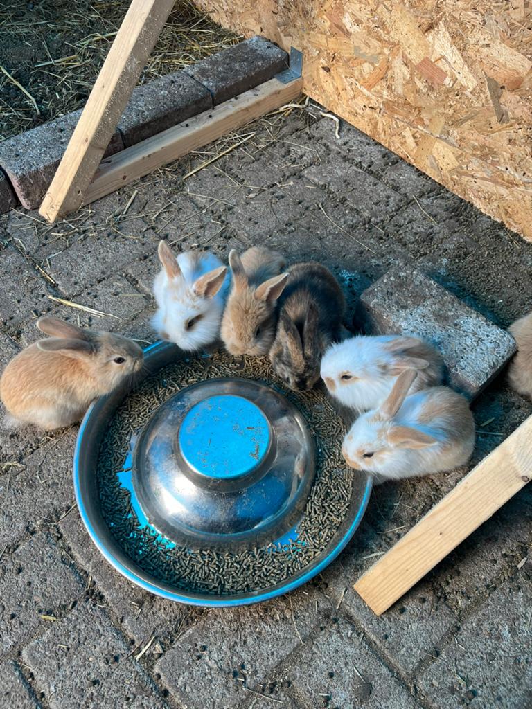Jonge konijntjes, Dieren en Toebehoren, Konijnen, Meerdere dieren, Groot, Hangoor