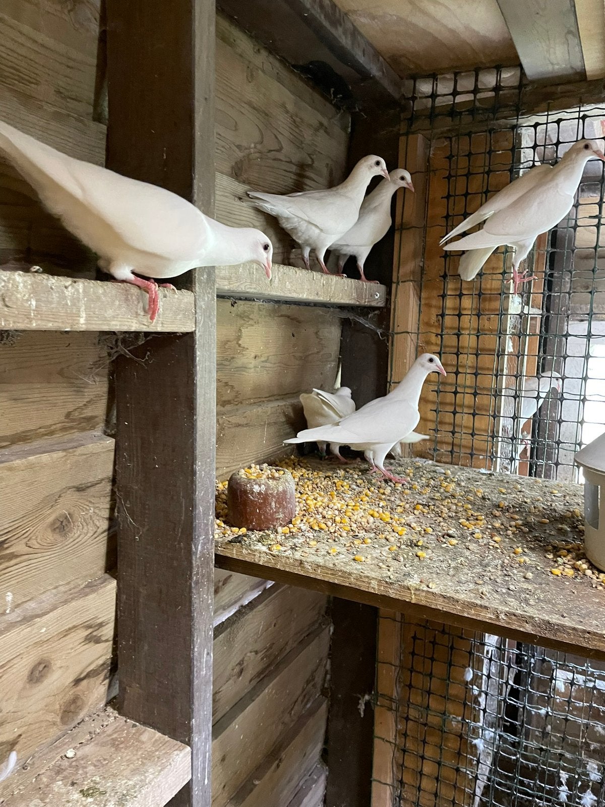 8 Prachtige witte postduiven te koop. €5 per stuk., Dieren en Toebehoren, Meerdere dieren, Postduif