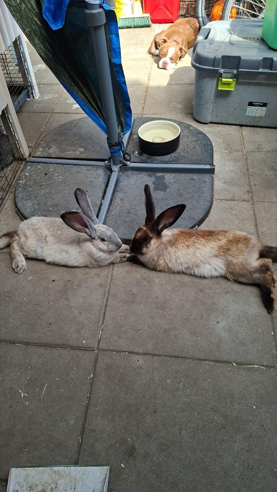 konijn, Dieren en Toebehoren, Maart, Mannelijk, Overige typen