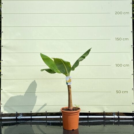 Bananenboom - Musa Basjoo, 100 tot 250 cm, Zomer, Volle zon, In pot