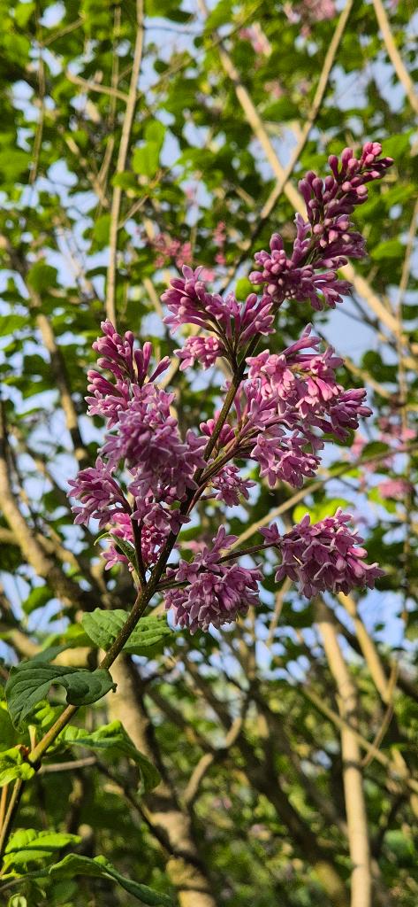 Syringa, Ophalen, Halfschaduw, Overige soorten, Lente