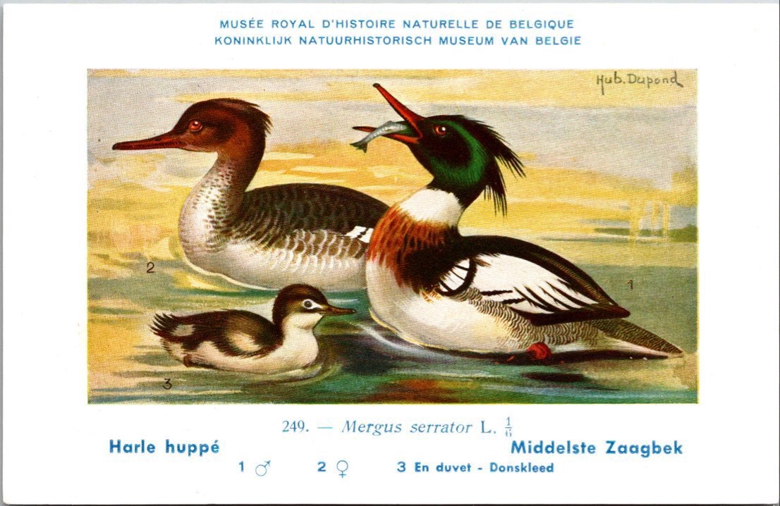 Middelste Zaagbek / Red-breasted Merganser – Nº 249, Verzamelen, Ophalen of Verzenden, 1940 tot 1960, Ongelopen, Vogel