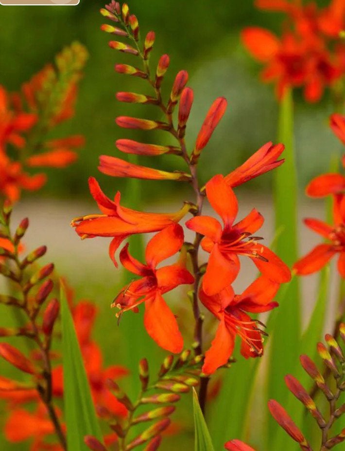 Bollen Crocosmia Lucifer, Overige soorten, Volle zon, Vaste plant, Ophalen of Verzenden
