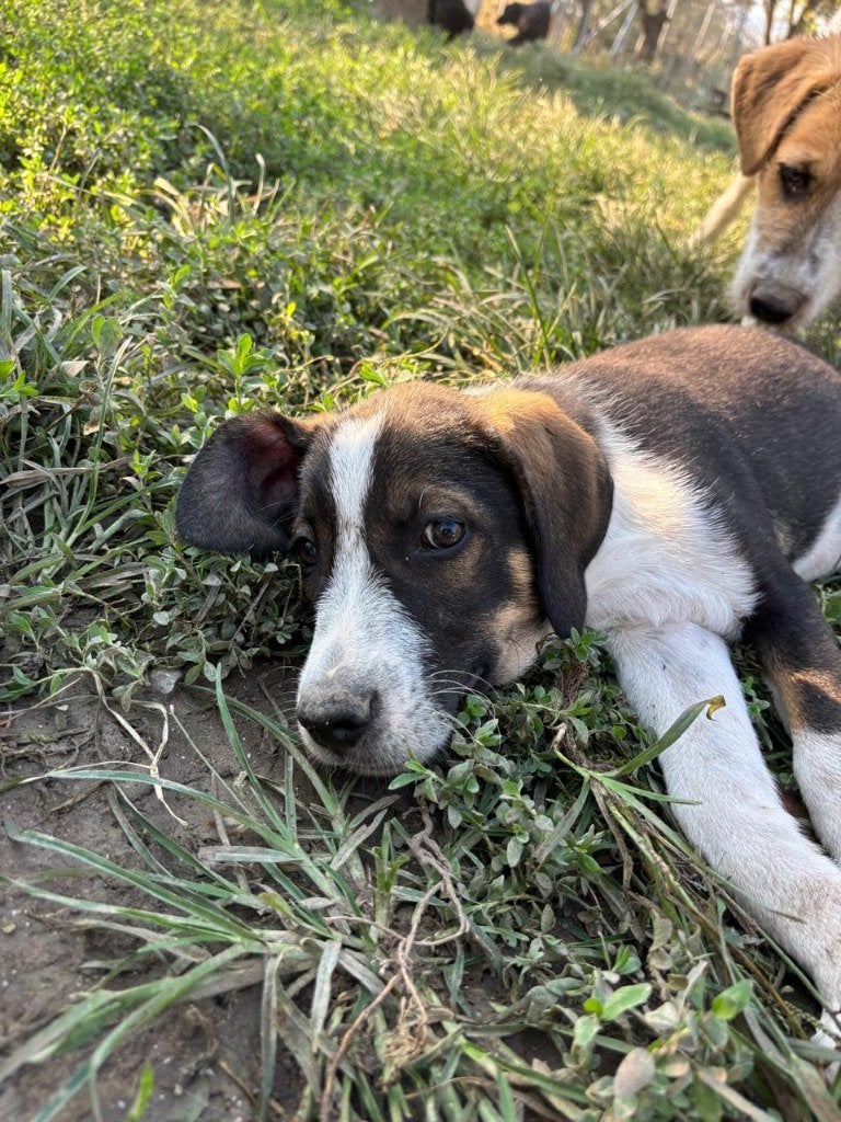 Marty – lieve, speelse puppy zoekt zijn eigen thuis, Dieren en Toebehoren, Particulier, Reu, 8 tot 15 weken, Buitenland