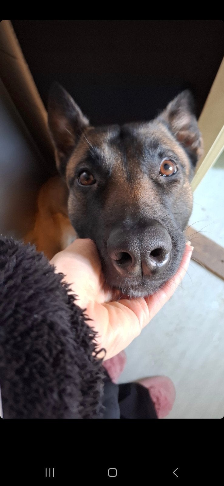 Gezocht nieuwe baas (Teefje) Mechelaar x Hollandse herder, Dieren en Toebehoren, Honden | Herdershonden en Veedrijvers, Teef, Eén hond