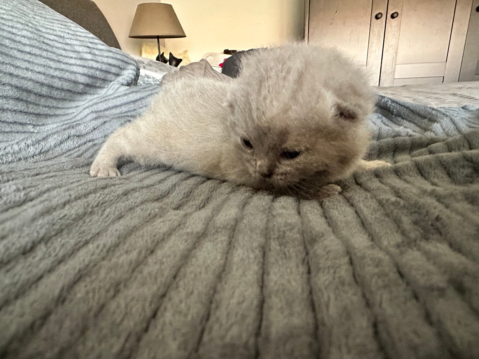 Britse korthaar kittens, Dieren en Toebehoren, Poes, Gechipt, 0 tot 2 jaar