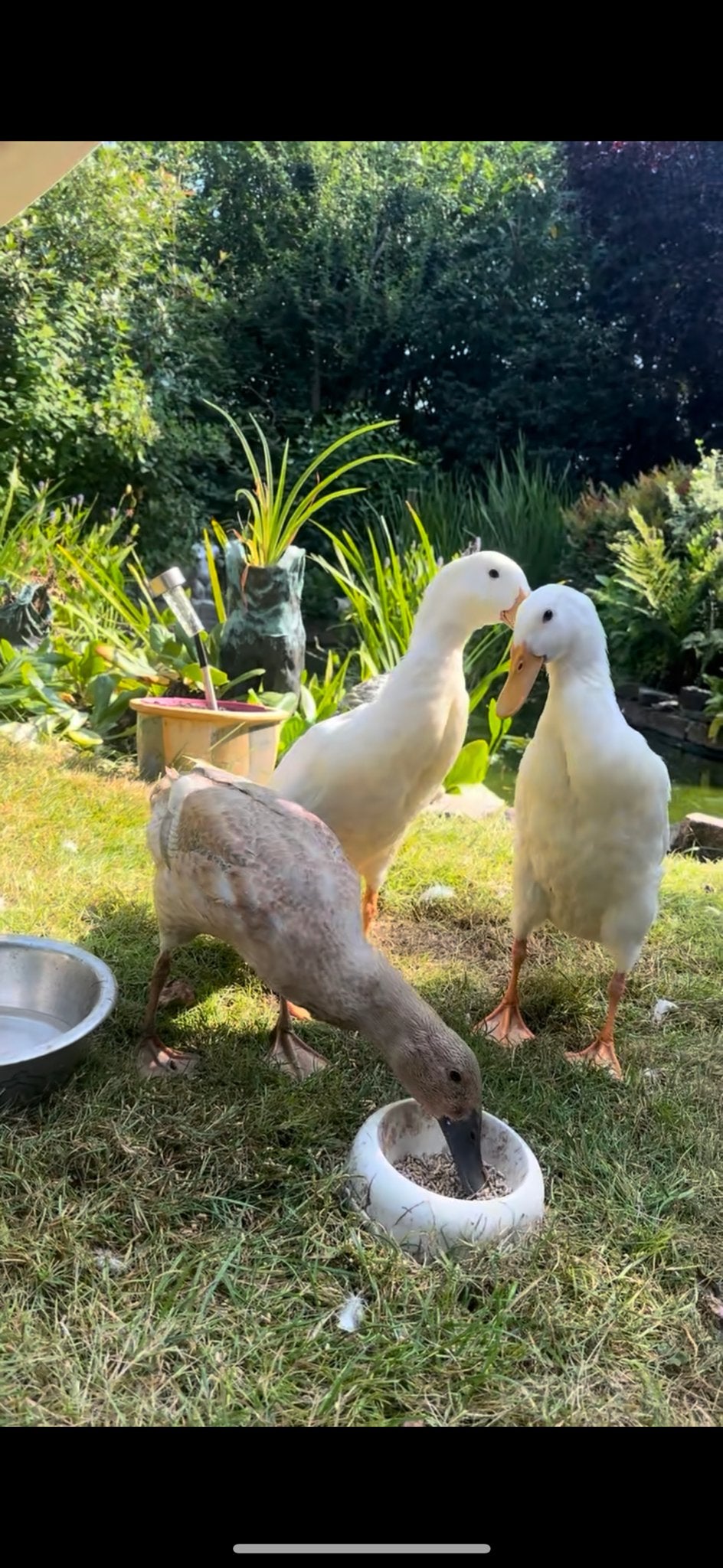 Indische loopeenden zoeken een nieuw huisje