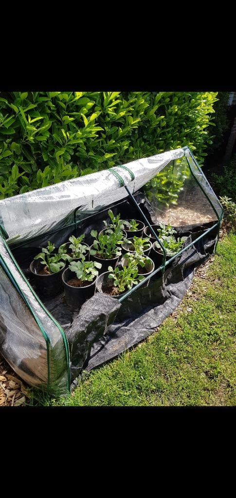 Kweekkas Kas Dubbel PVC 180 x 90 x 90 cm, Ophalen, Gebruikt, Kweektent