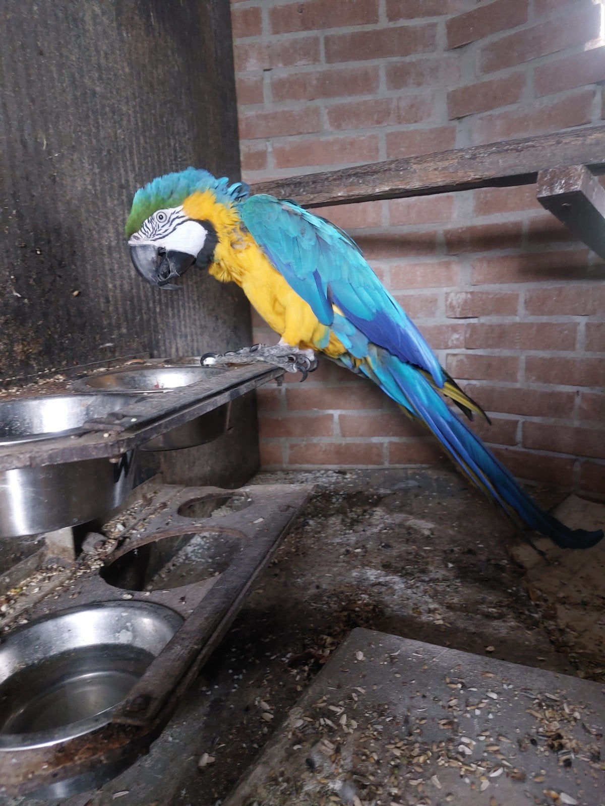 ara blauwgele, Mannelijk, Papegaai, Geringd