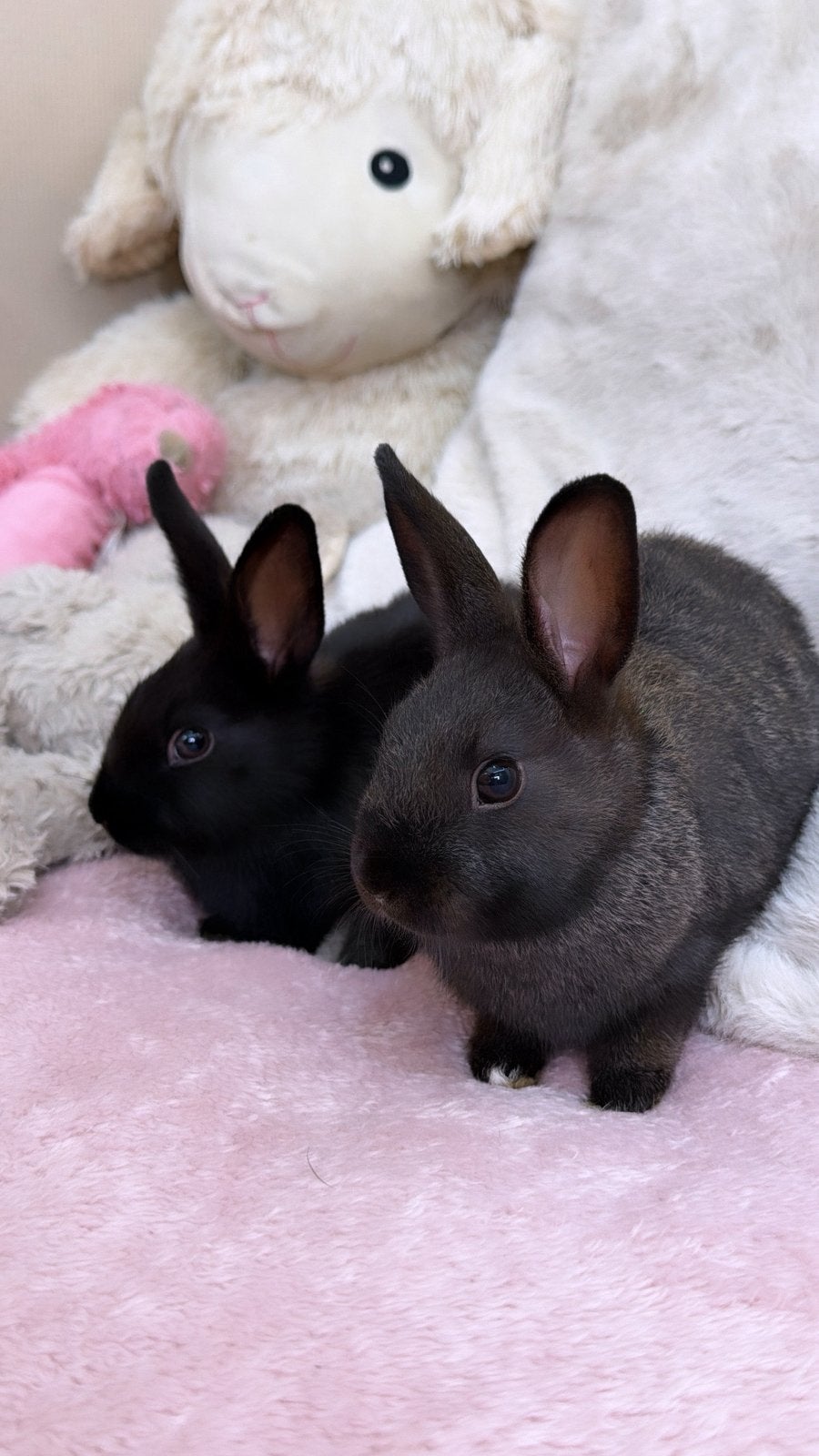 Lieve tamme konijntjes, Dieren en Toebehoren, Mannelijk, Dwerg, 0 tot 2 jaar