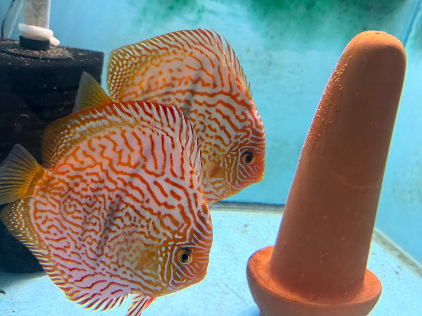 Discus koppel Heckel Cross, Dieren en Toebehoren, Vissen | Aquariumvissen, Vis