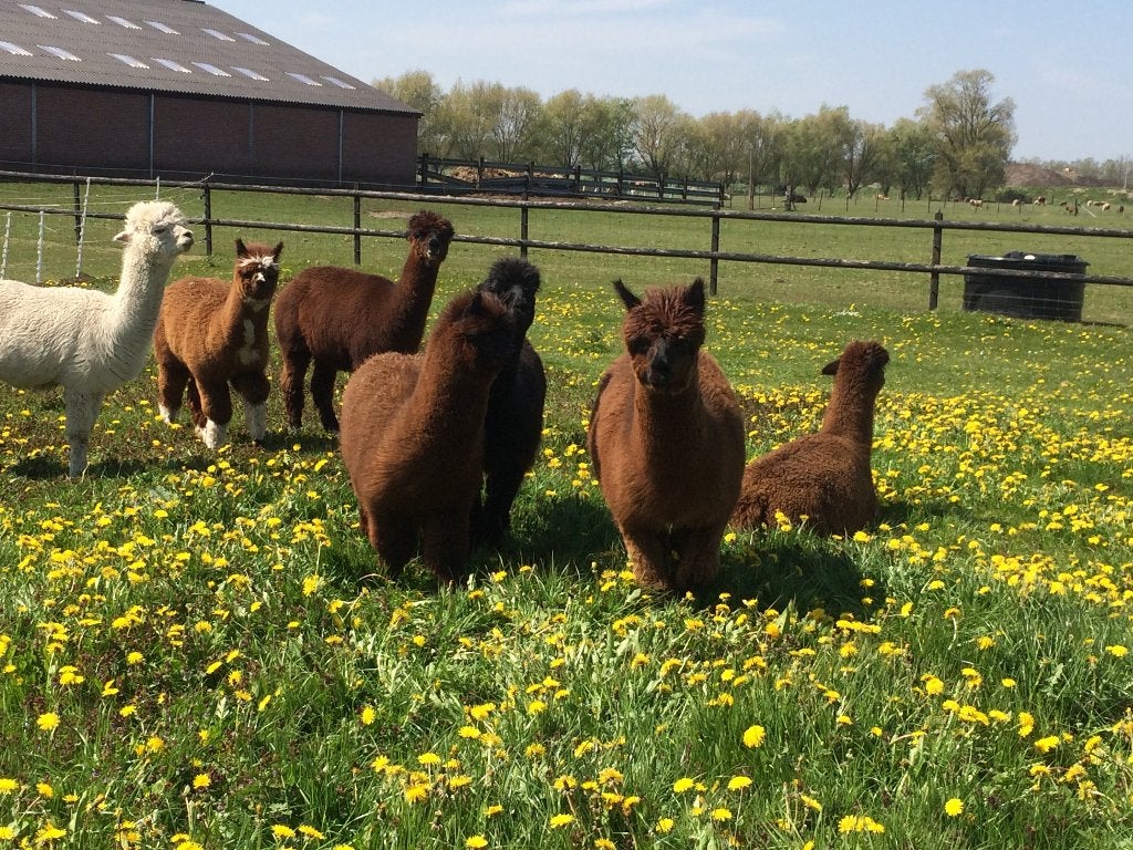 alpacawol te koop (alpaca wol), Ophalen, Nieuw, Spinwol