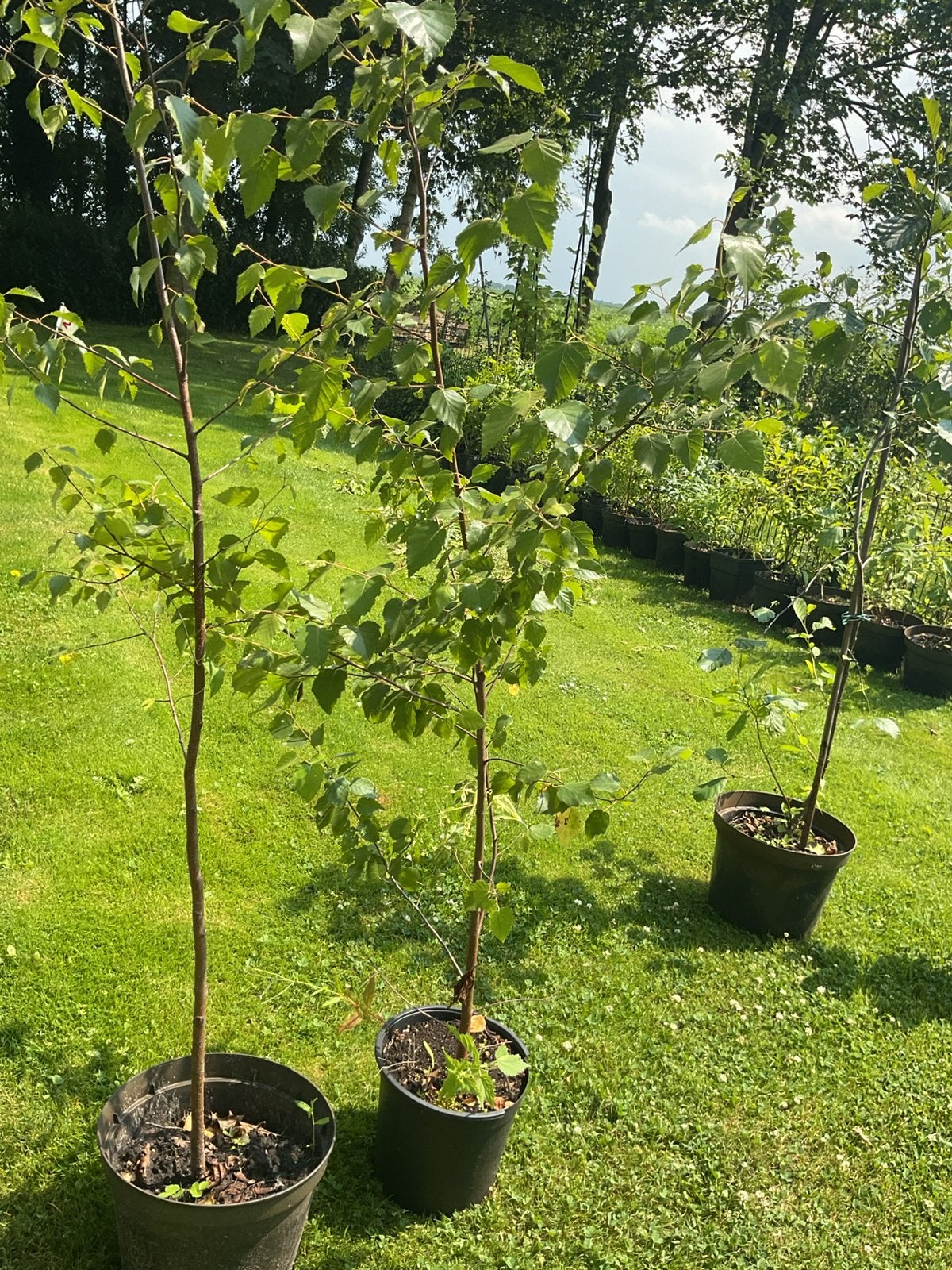 Bomen en struiken in pot gekweekt,, Tuin en Terras, Planten | Bomen, Ophalen
