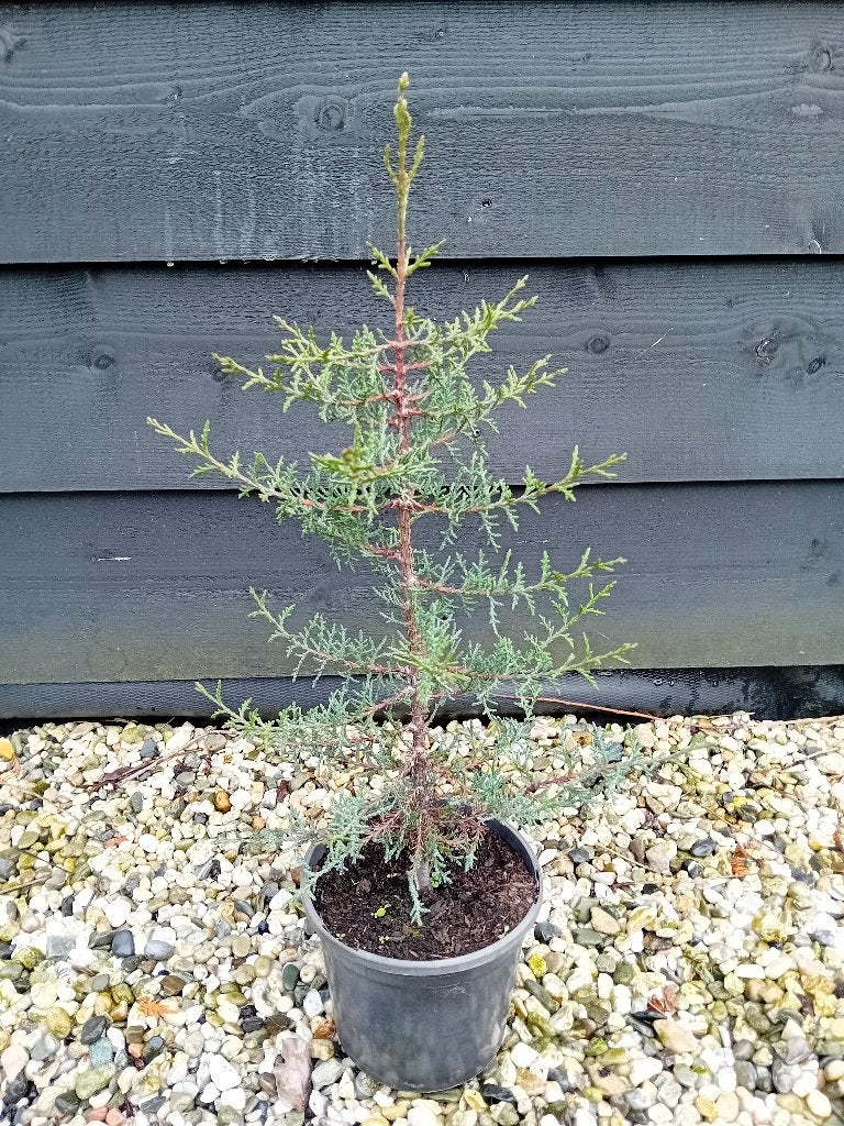 Cipres stricta, Overige soorten, Volle zon, Vaste plant, Ophalen of Verzenden