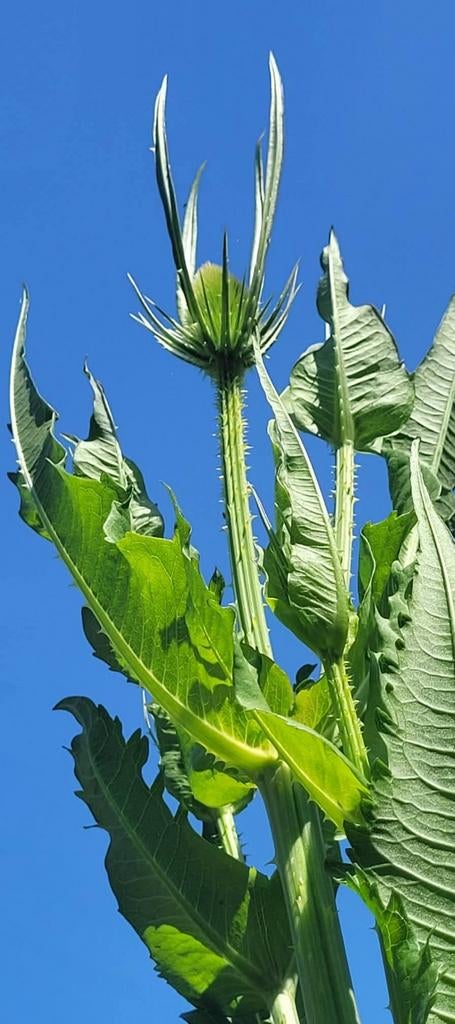 Inheemse planten in pot, Ophalen, Overige soorten, Volle zon