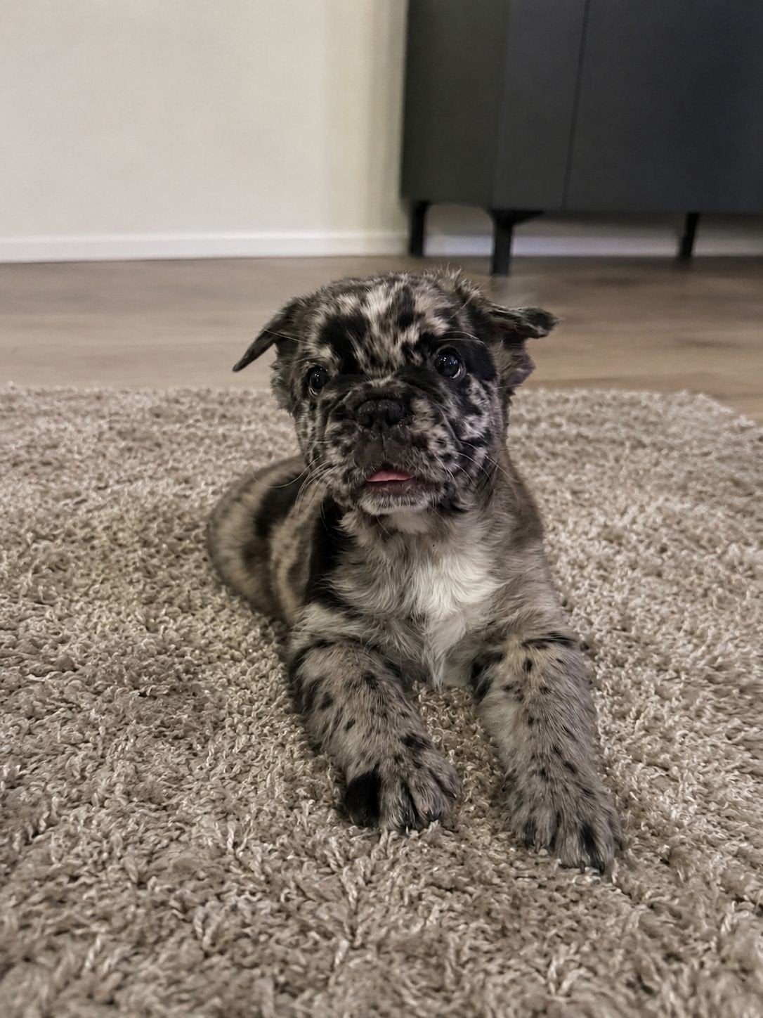 Franse bulldog fluffy pup, Dieren en Toebehoren, Reu, 8 tot 15 weken, Parvo, Bulldog