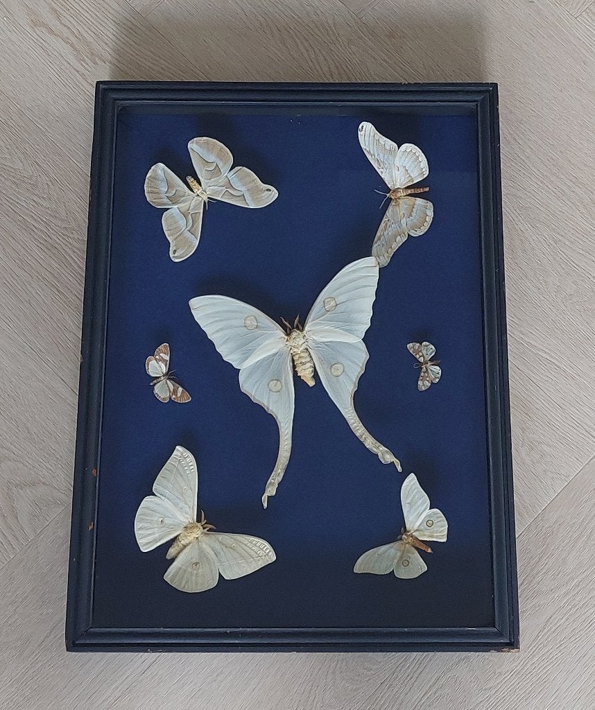 Taxidermie, ingelijste vlinderkast BLOSSOM BROCANTE, Ophalen of Verzenden, Gebruikt, Overige soorten, Opgezet dier