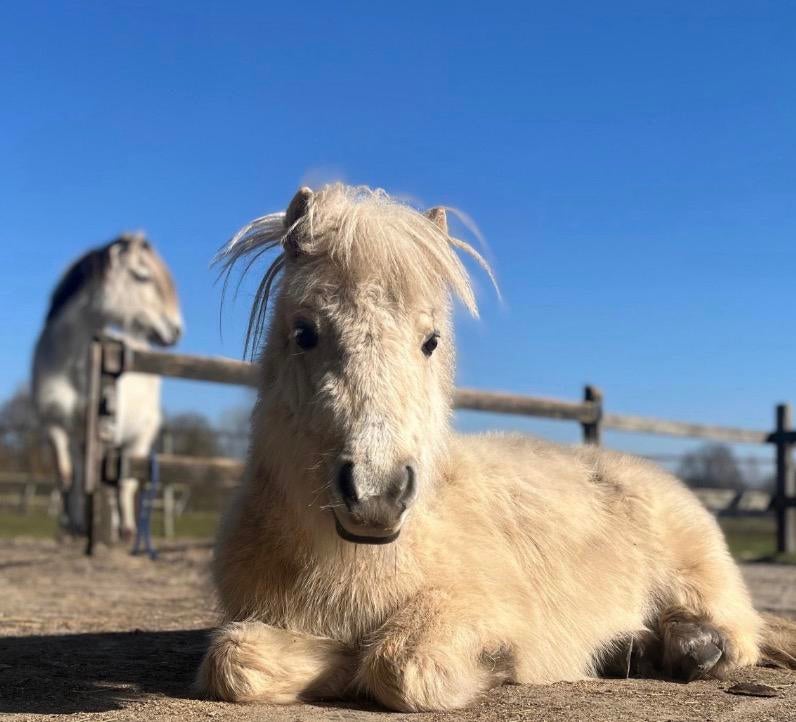 Pony- ochtend Winterswijk, Ophalen