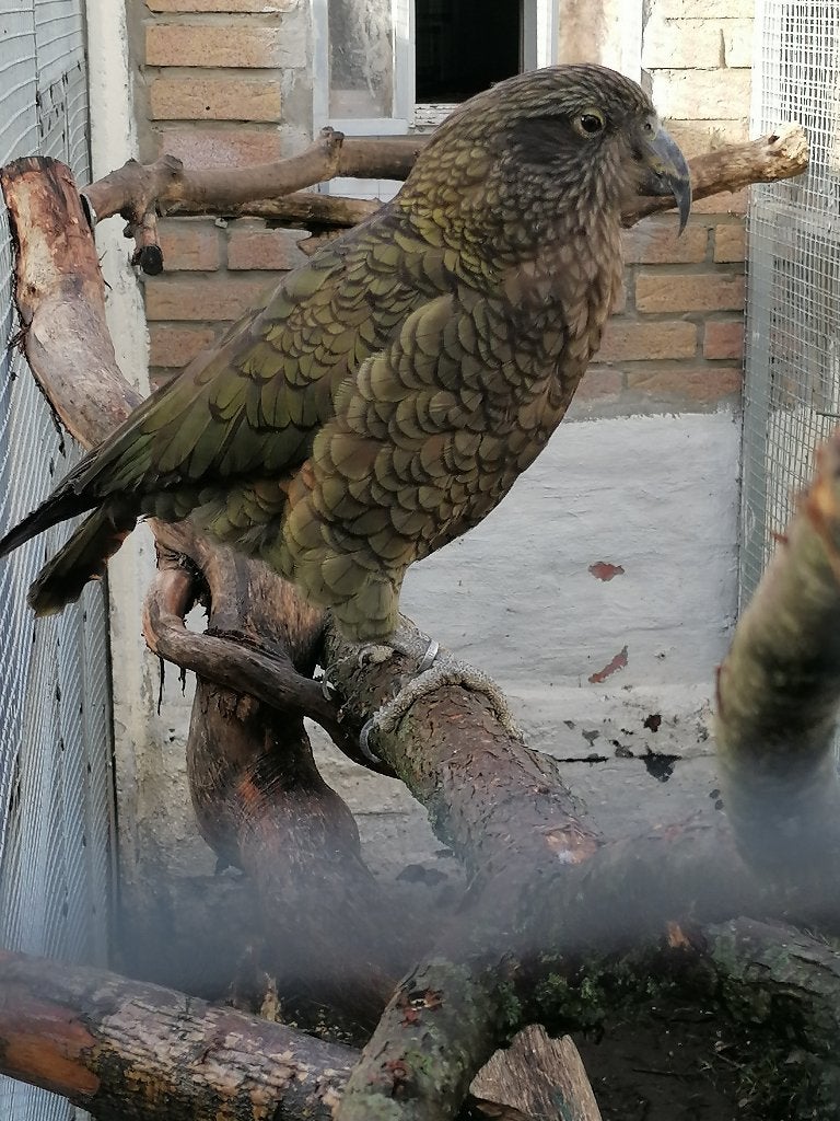 gezocht volwassen pop kea, Dieren en Toebehoren, Vrouwelijk, Parkiet