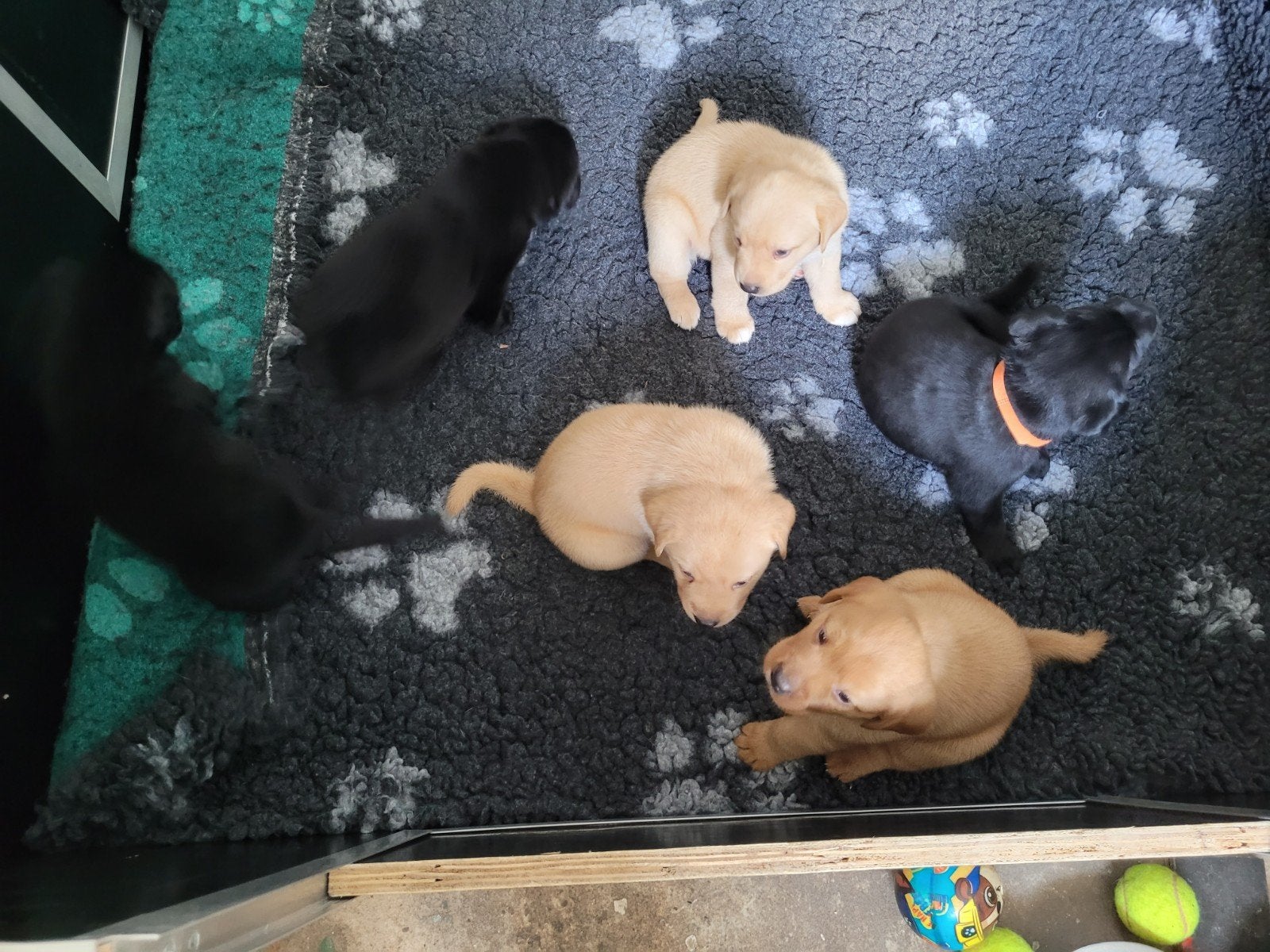 Labrador X toller pups, 8 tot 15 weken, Meerdere, Meerdere dieren, Nederland