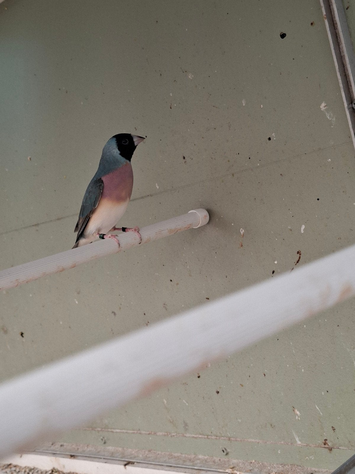 pop gouldamedine blauw, Vrouwelijk, Tropenvogel, Geringd