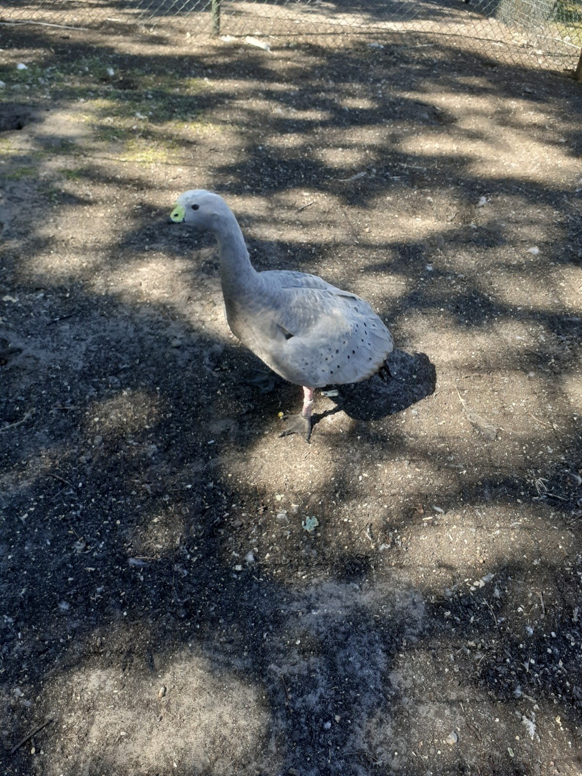 hoender gans, Dieren en Toebehoren, Pluimvee, Mannelijk, Gans of Zwaan