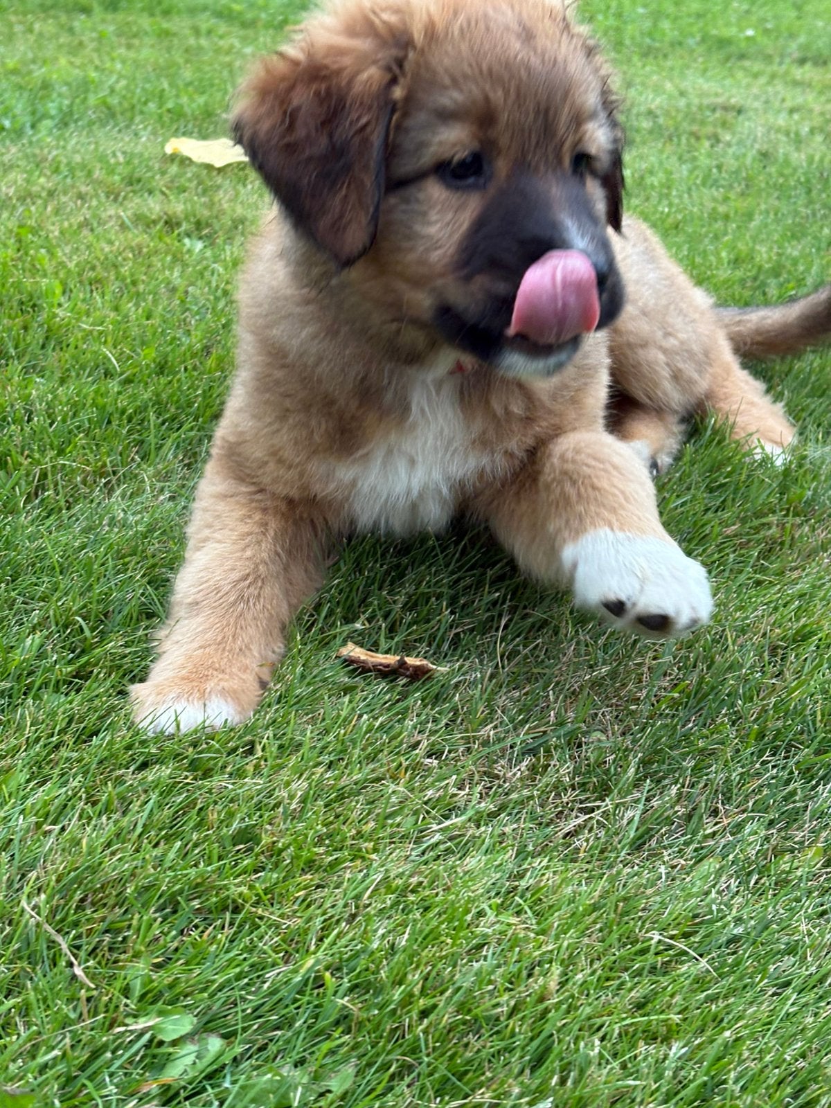 Toller (nova scotia duck tolling retriever  x aussie pup, Parvo, 8 tot 15 weken, Meerdere, Nederland