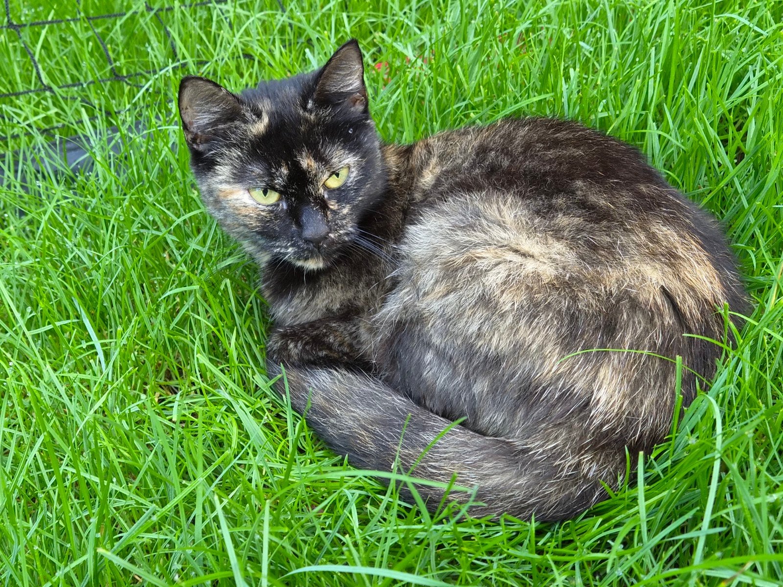 schildpad poes, Dieren en Toebehoren, Poes, Kortharig, 3 tot 5 jaar