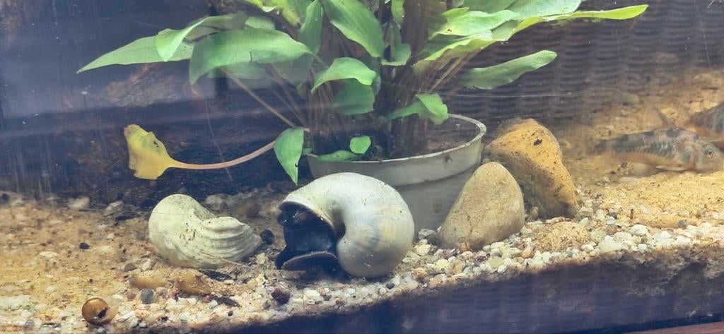 Appelslakken,   geel, wit, goudbruin, Dieren en Toebehoren, Vissen | Aquariumvissen, Vis
