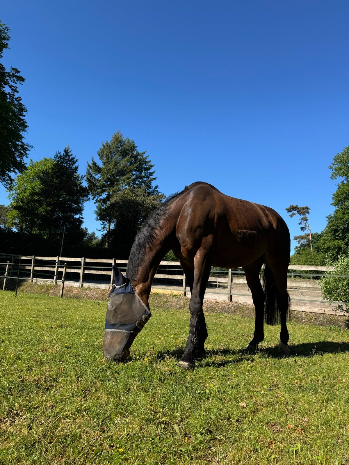 Stal aangeboden voor 1-2 Paarden, Stalling, 2 of 3 paarden of pony's