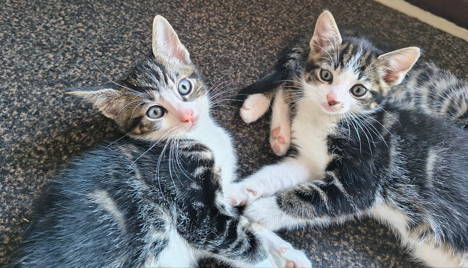2 boerderij kittens, Kater