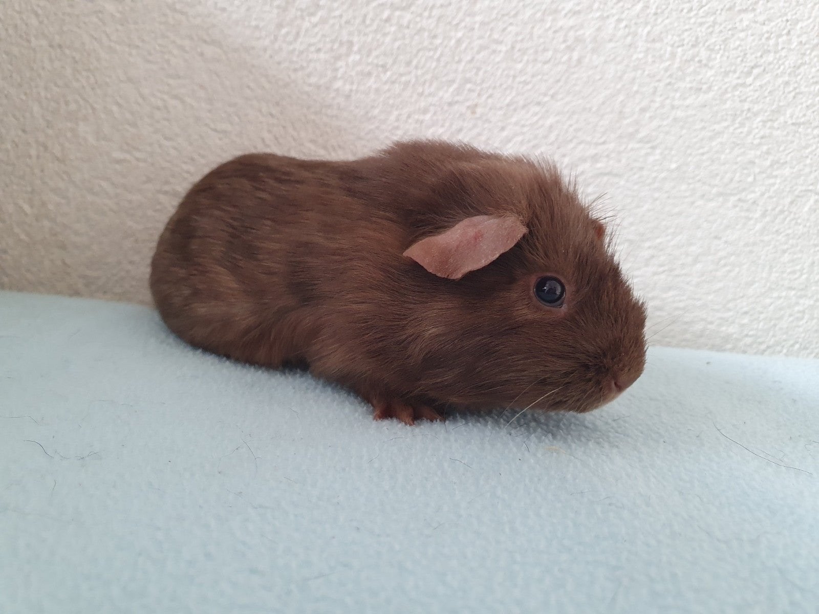 2 vrouwtjes cavia inclusief hok en toebehoren., Dieren en Toebehoren, Cavia, Februari, Vrouwelijk, Tam