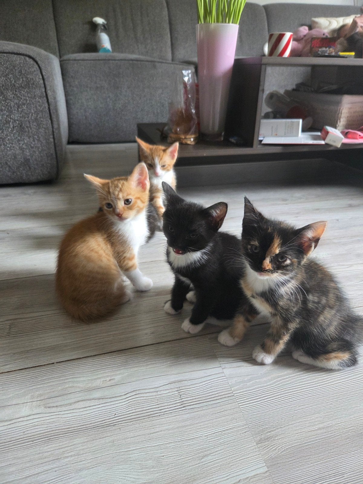 Lieve kittens, 13 weken, Poes