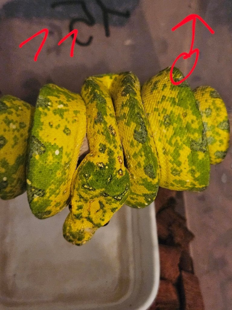 reservation pourSnakeday  Morelia viridis biak 04.10 Green Tree Python photo 5
