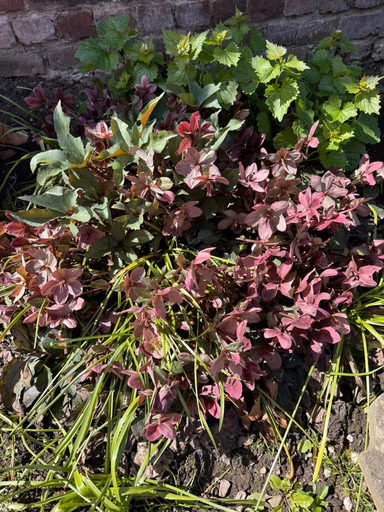 2 hele grote helleborussen, Ophalen, Overige soorten, Volle zon