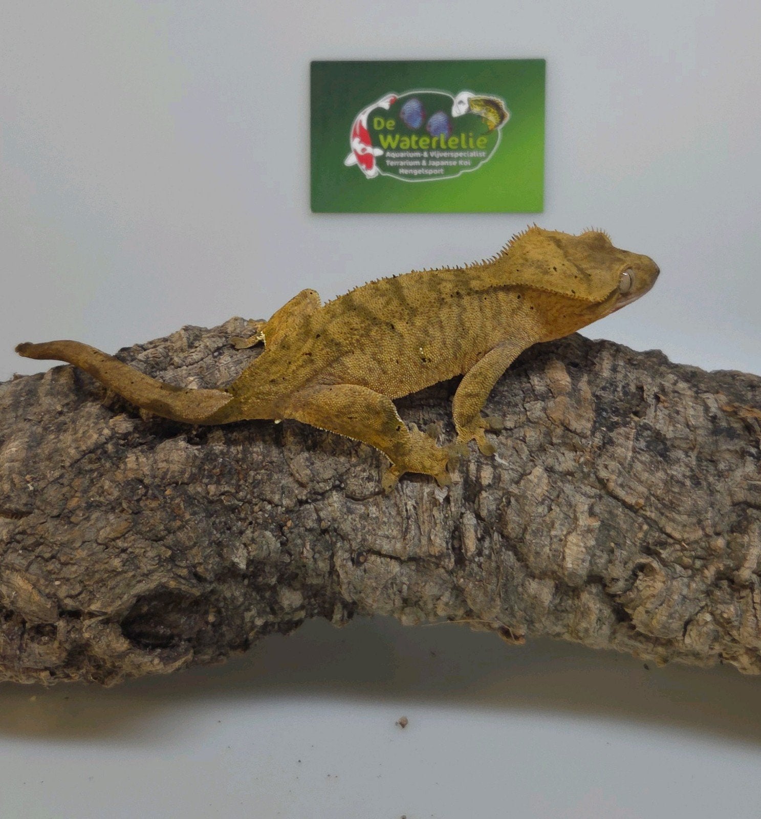 Wimpergekko vrouw Crested Gecko - female for sale from De Waterlelie BV