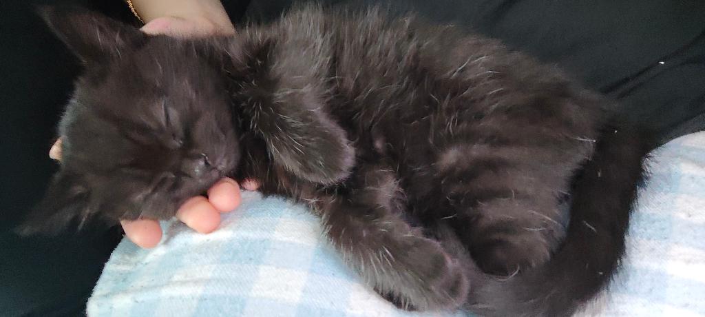 Britse korthaar Kruising, Dieren en Toebehoren, Katten en Kittens | Raskatten | Korthaar, Meerdere dieren, Ontwormd, 0 tot 2 jaar