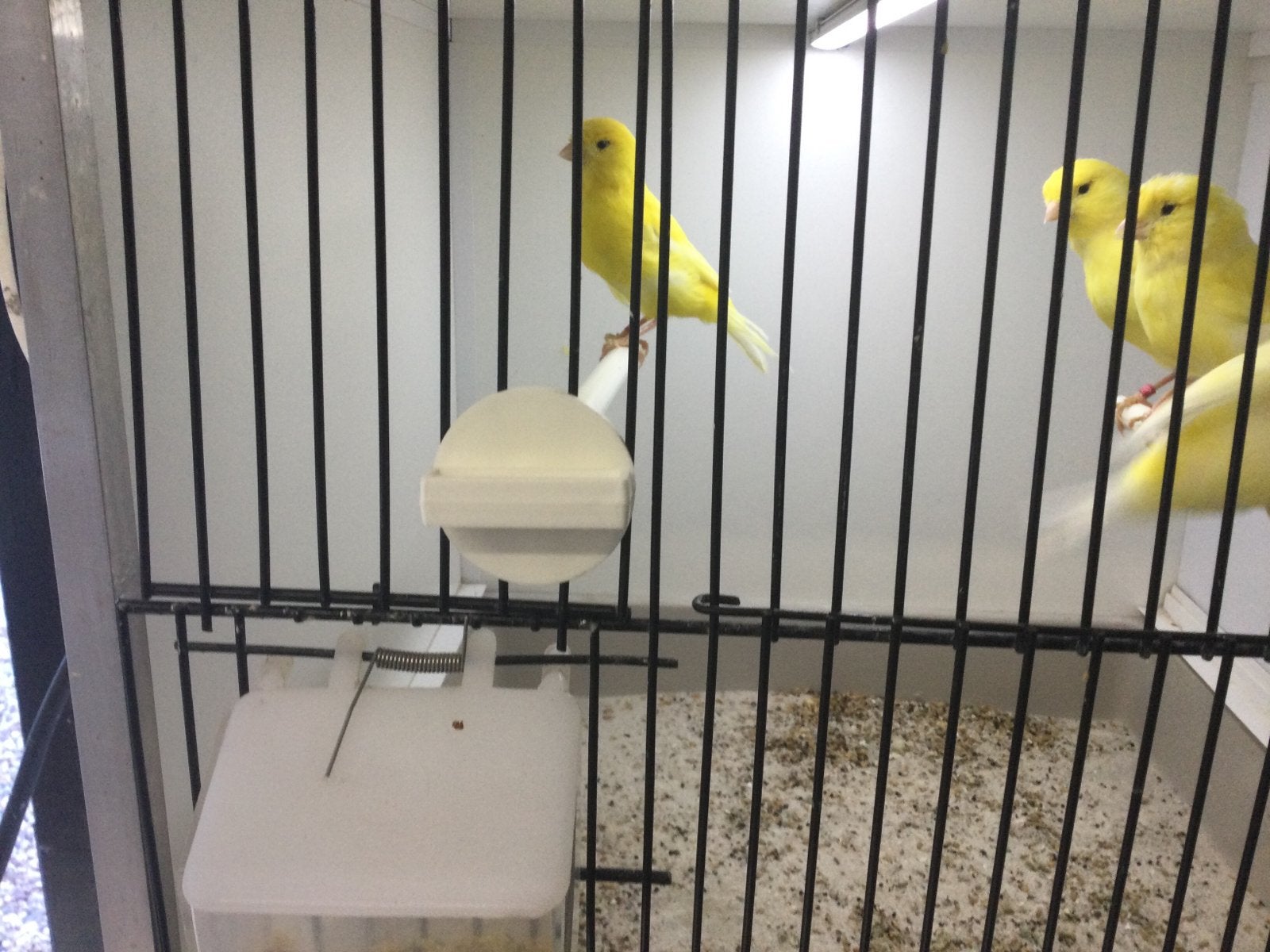 Te Koop nog 4gele mannen en 3 popjes., Dieren en Toebehoren, Vogels | Kanaries, Meerdere dieren, Kleurkanarie