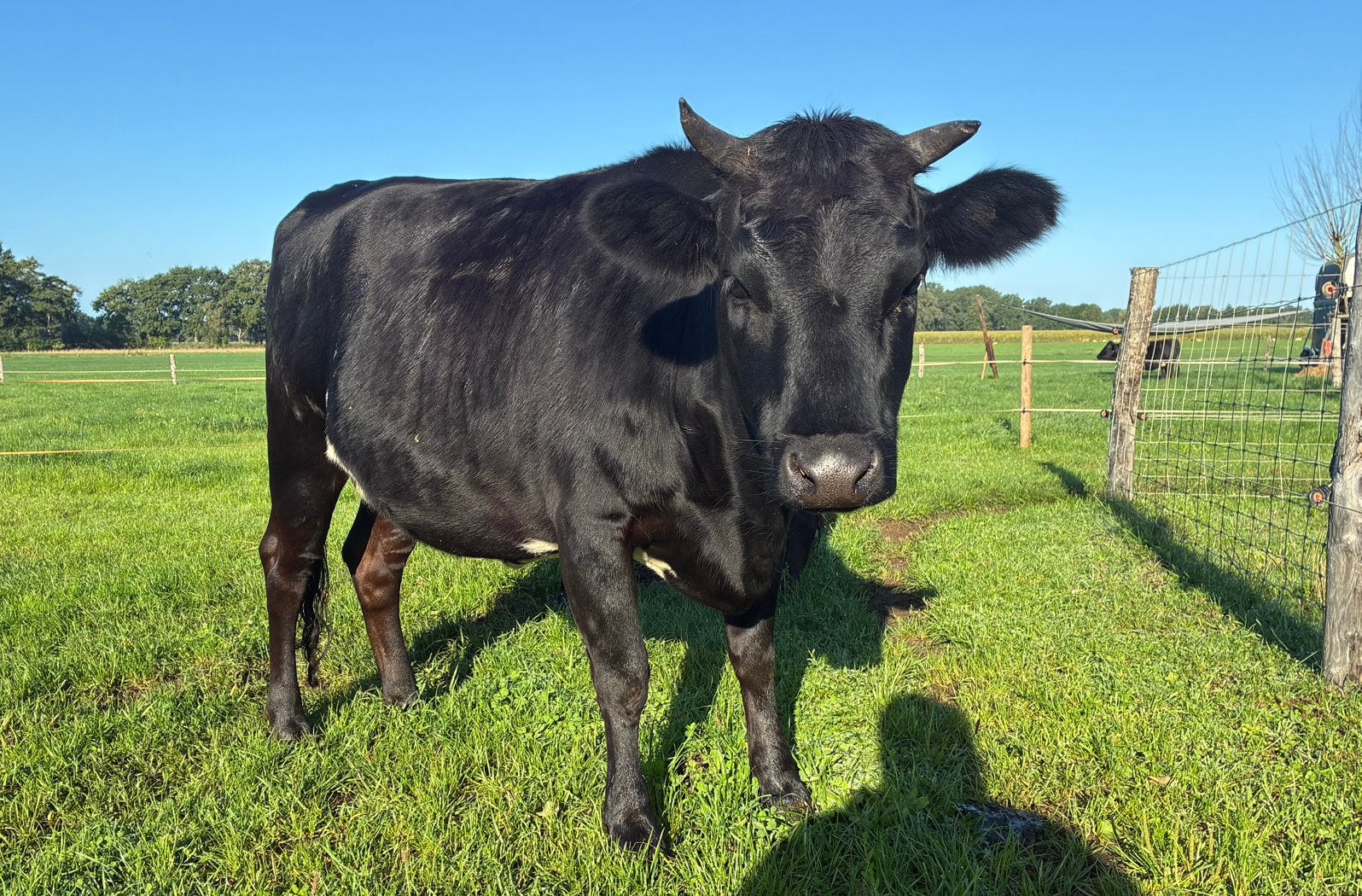 Dahomey koetje 2jr, Meerdere dieren, 0 tot 2 jaar