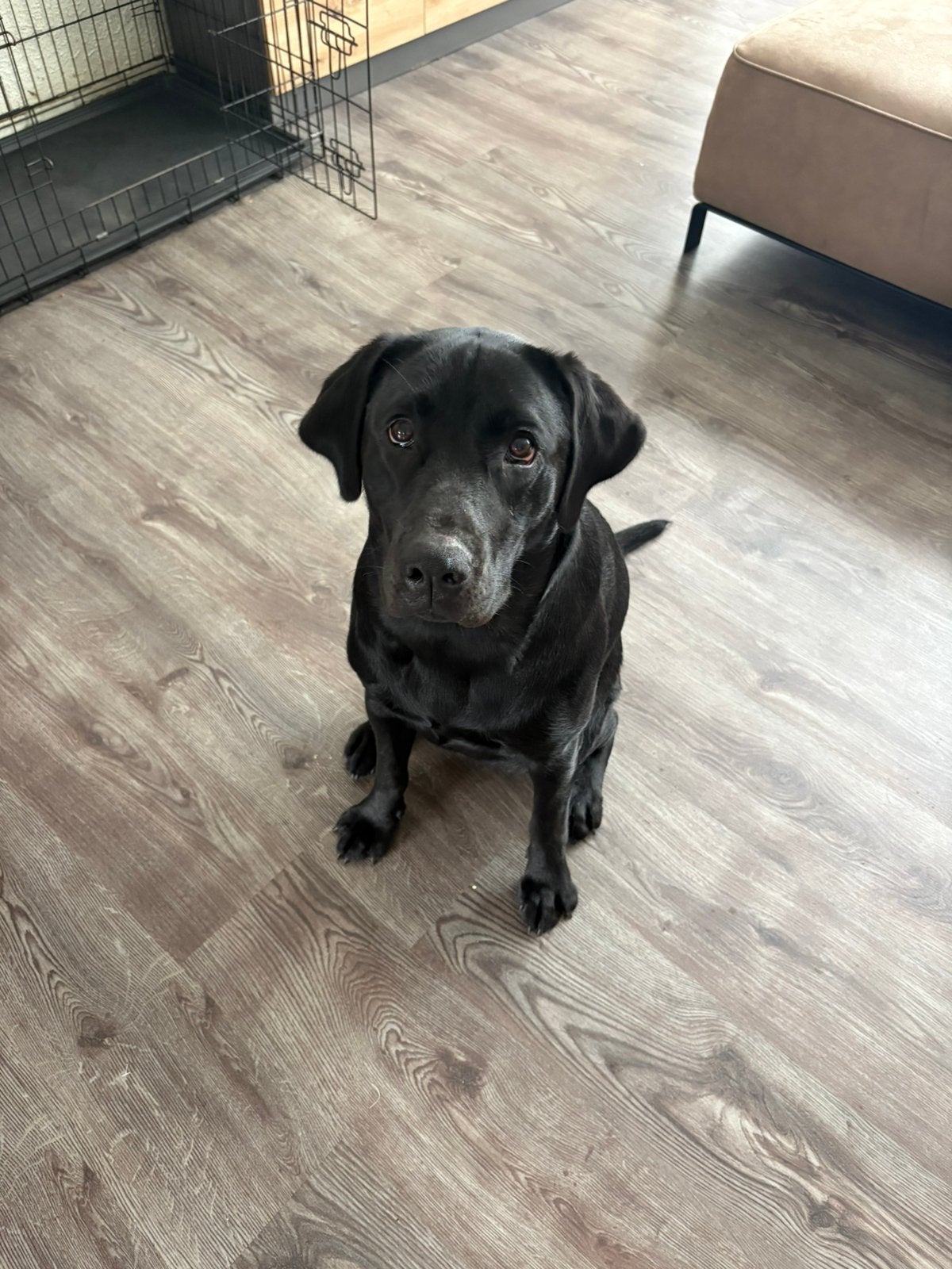 Labrador Pup, Dieren en Toebehoren, Honden | Retrievers, Spaniëls en Waterhonden, 15 weken tot 1 jaar, Teef, Labrador retriever