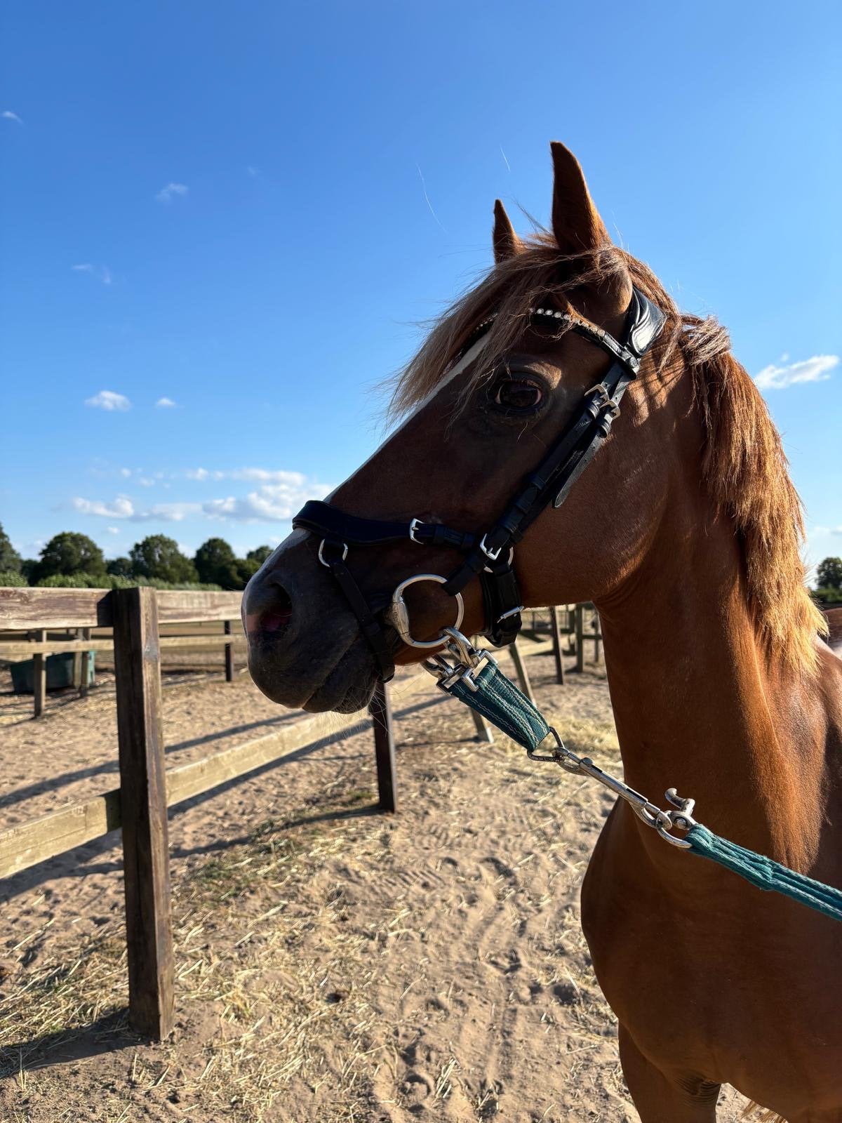Lieve pony te koop, Merrie, Minder dan 160 cm, Zadelmak, Ontwormd
