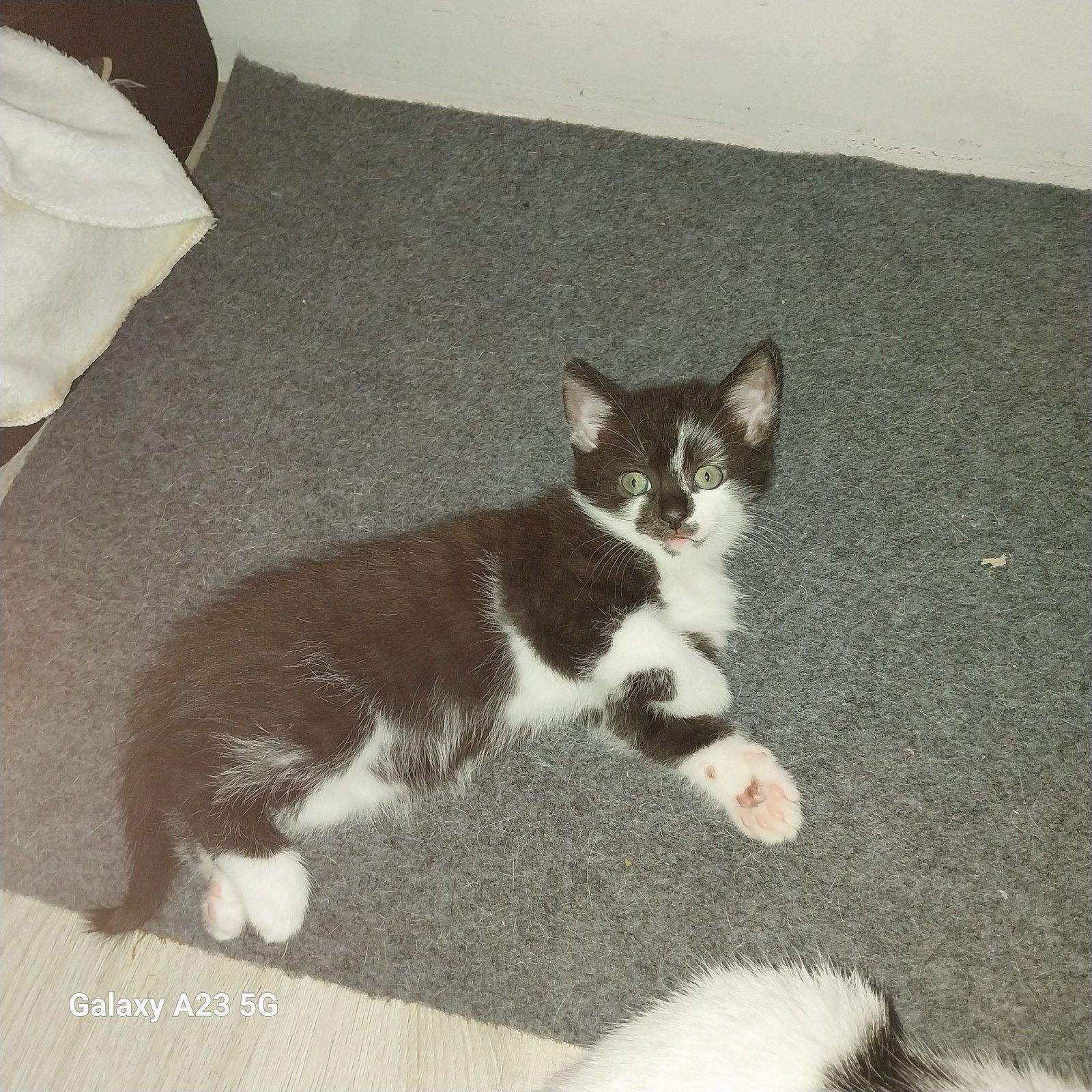 europeze kittens, Meerdere dieren, Kortharig, 0 tot 2 jaar