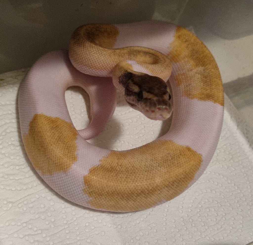 0.1 mojave enchi pin pied koningspython, Dieren en Toebehoren, Slang, 0 tot 2 jaar