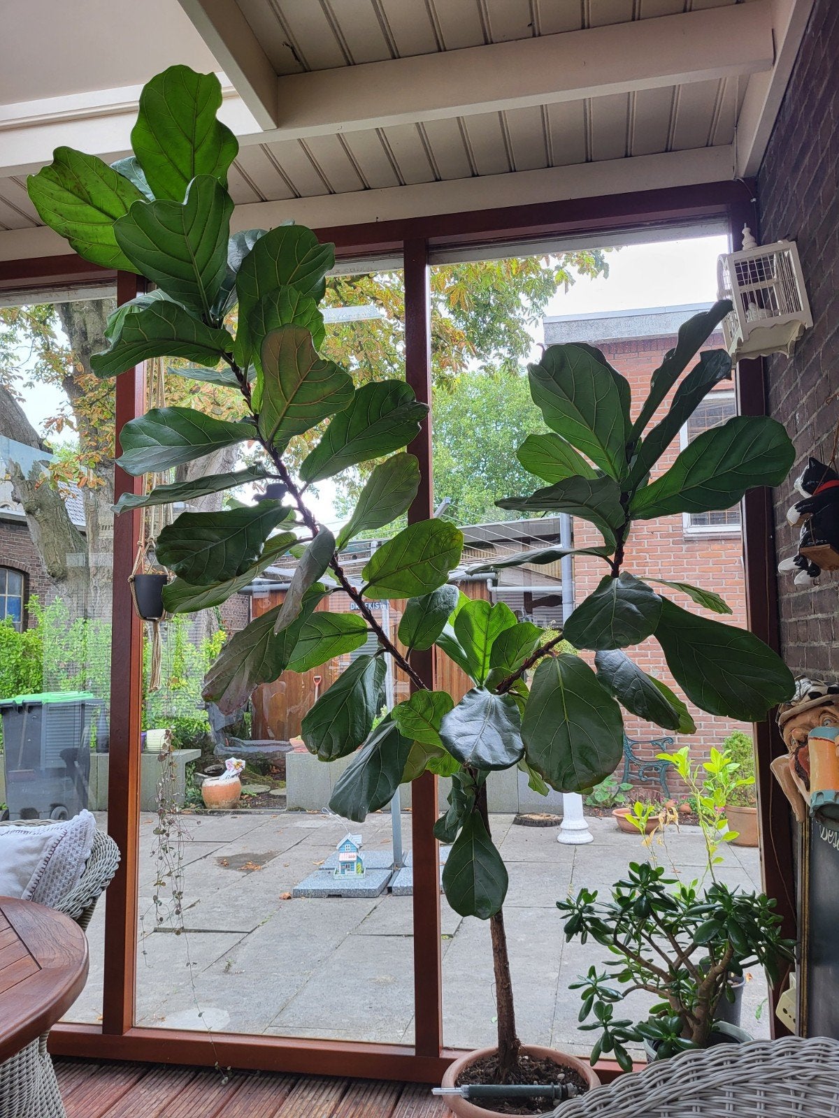 ficus lyrata 2 meter hoog, Ophalen, Ficus, Halfschaduw