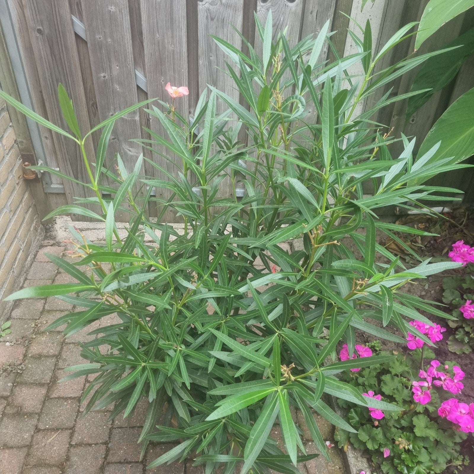 €20,- Oleander in pot - 100 cm met roze bloemen, Volle zon, Vaste plant, Zomer, Ophalen