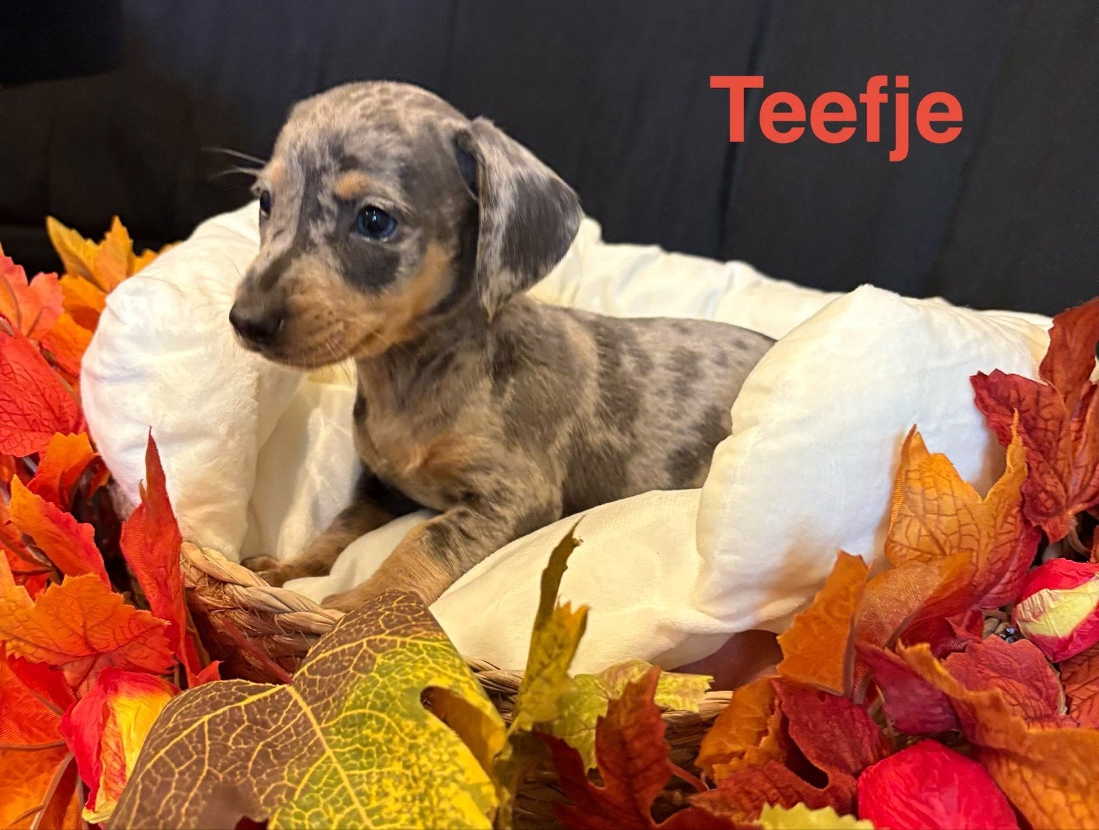 teckel pups, Dieren en Toebehoren, CDV (hondenziekte), 8 tot 15 weken, Korthaar, Dwerg