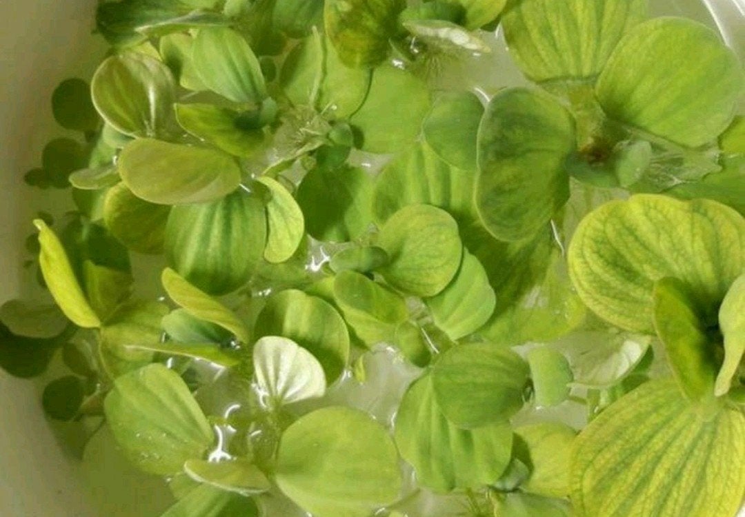 Grote drijfplanten, Dieren en Toebehoren, Karper of Koi