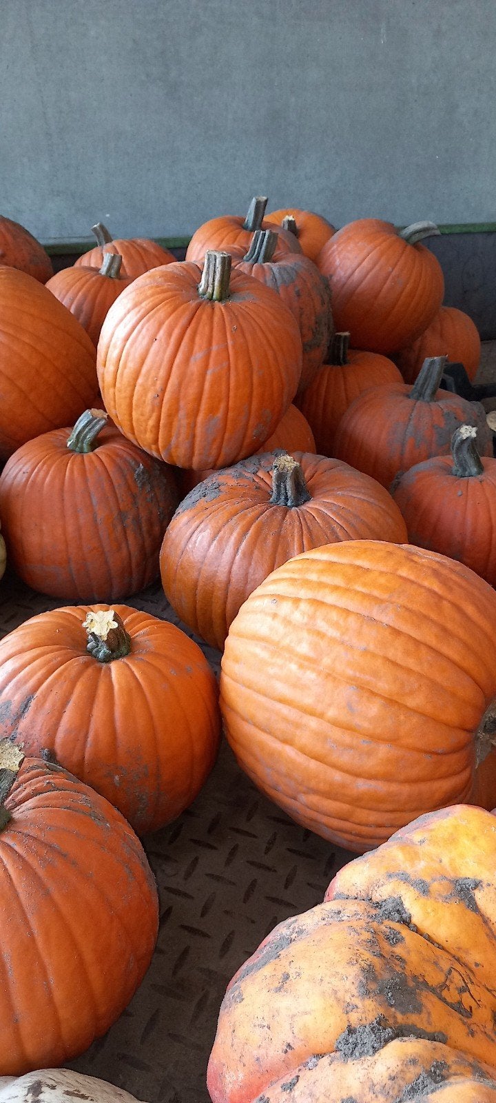 Halloween pompoenen, Ophalen