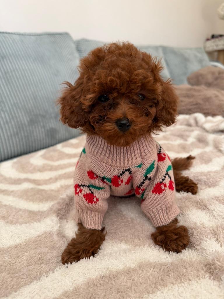 VERKOCHT!!! Toy Poedel pup mini Teefje Chinese lijn!, Poedel, Parvo, 8 tot 15 weken, Teef